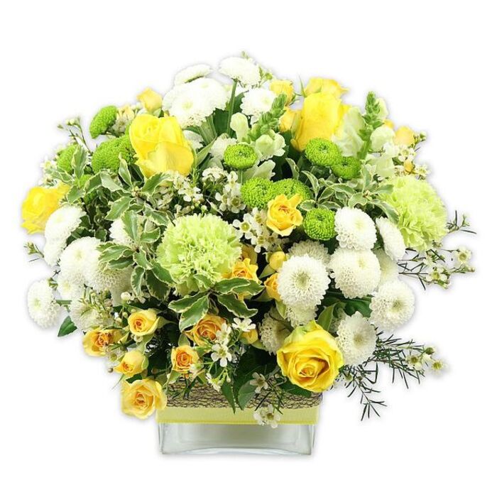 A lush, domed bouquet in a clear, low rectangular glass vase is captured against a white studio background, its colours-sunny yellows, clean whites, and vivid greens-standing out with exceptional clarity, much like a fresh display in a Stamford Hill flower shop window. The focal blooms are generous yellow roses, some fully open with velvety, layered petals revealing their spiralled hearts, others still in bud, promising continued life and movement in the arrangement. Threaded between them are bright yellow spray roses, their smaller, clustered blossoms adding rhythm and a sense of luxury. White pompom chrysanthemums with tight, spherical heads provide a structured softness, each one a compact cushion of petals that breaks up the stronger colour blocks. Interspersed among these are bold lime-green button chrysanthemums, perfectly round and textured, along with larger, pale green ruffled flowers reminiscent of decorative carnations or speciality green chrysanthemums, which lend a soft, almost frothy quality. The bouquet is anchored and enriched by an abundance of foliage: deep green leaves, airy sprigs, and broad variegated foliage with creamy white margins that echo the white blooms and lighten the composition. Tiny, starry white filler flowers peek out throughout, giving the impression of scattered stardust. The stems are visible through the crystal-clear glass vase, providing a clean, contemporary base. Around the centre of the vase, a rustic wrap of woven natural fibre creates a tactile, earthy band, over which a bright lime-green ribbon is tied horizontally, mirroring the fresh tones of the flowers above. This artfully balanced design feels like a breath of fresh air, ideal as a celebratory centerpiece for a family gathering near Clapton Common or as a joyful gift delivered across Stamford Hill to mark birthdays, new homes, or simple everyday kindness.