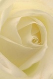 This evocative image captures the heart of a creamy white rose in all its close-up splendour, as if inviting viewers right into its spiralling embrace. Each silky petal, soft as morning mist, seems dusted in the faint coolness of dew one might find on an early walk along Stamford Hill's green lanes. Shadows curl gently in the ivory folds, creating an atmosphere of peaceful drama and delicate depth. The overall impression is one of profound tranquillity, reminiscent of those hushed moments that frame new beginnings or heartfelt farewells. To a local florist, this bloom is the purest emblem of admiration or sympathy-an ideal selection for conveying reverence, encouragement, or the start of a new chapter for anyone in the Stamford Hill community. The photograph radiates the quiet confidence and artistry of attentive hands, turning nature's softest elements into a meaningful symbol for every special delivery across North London.